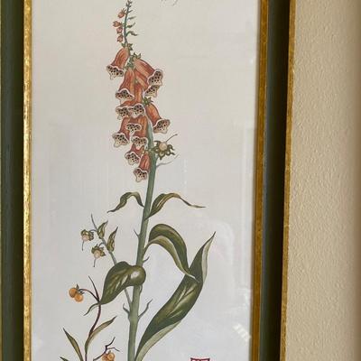 Set of 4 botanical framed, signed and numbered prints