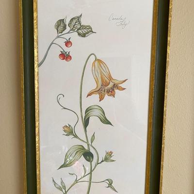 Set of 4 botanical framed, signed and numbered prints