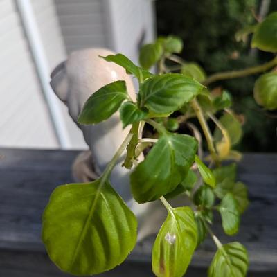 Virgin Mary Planters