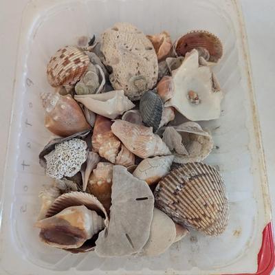 Collection Of Sea Shells