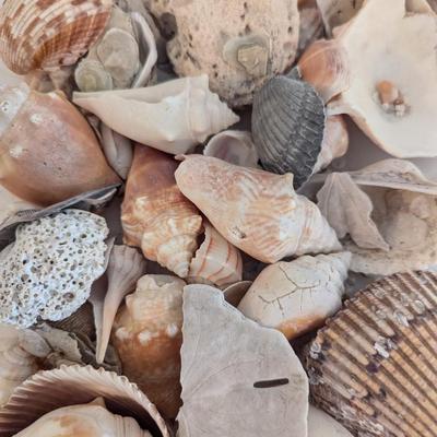 Collection Of Sea Shells