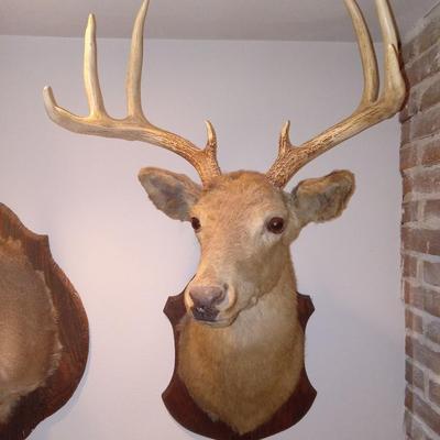 Buck Mount