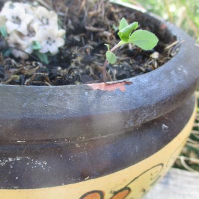 Pottery Planters