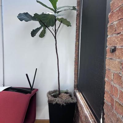 Plant in a Planter. 