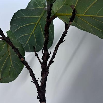 Plant in a Planter. 
