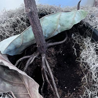 Plant in a Planter. 