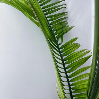 Potted Plant with Planter 
