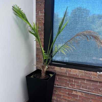 Potted Plant with Planter 
