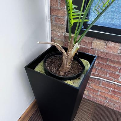 Potted Plant with Planter 