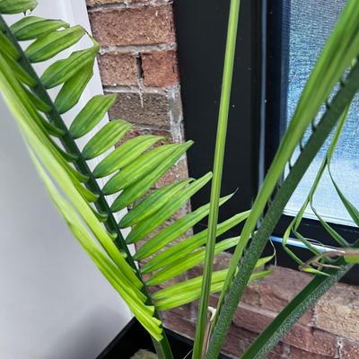 Potted Plant with Planter 