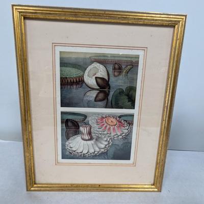 Framed "The Great Water Lily" Print