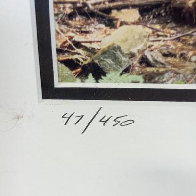 Framed Print "Mossy Falls" Numbered & Signed By William Bell