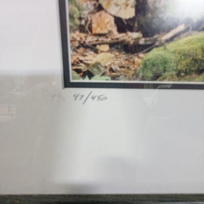 Framed Print "Mossy Falls" Numbered & Signed By William Bell
