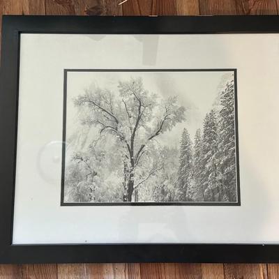 Ansel Adams "Oak Tree Snowstorm" Custom Framed NEW ART print Photography 1948