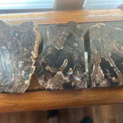 Araucaria Petrified Wood  (Set of 3)