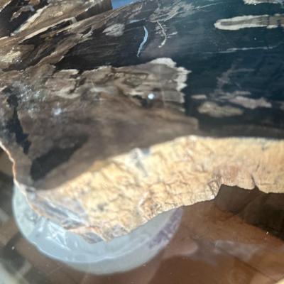 Araucaria Petrified Wood  (Set of 3)