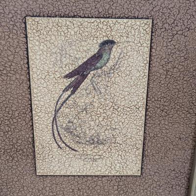 Trochilus Rolytmus Black-Capped Humming Bird Art