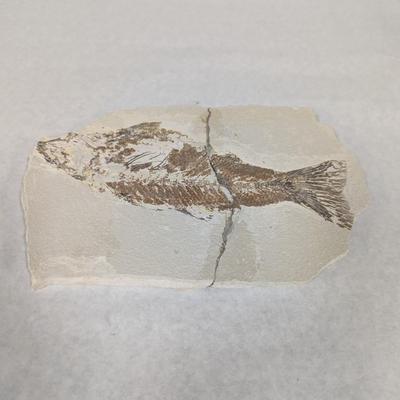 Green River Fish Fossil Plate