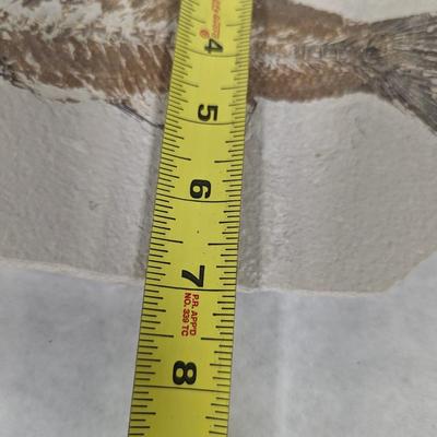 Green River Fish Fossil Plate