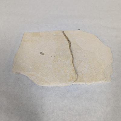 Green River Fish Fossil Plate