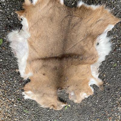 Deer pelt