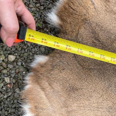 Deer pelt