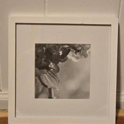 Black & White Framed Print