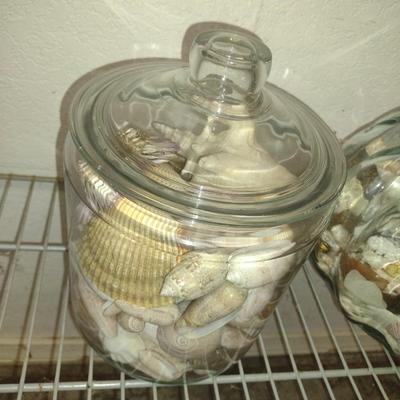 Collection of Seashells in Glass Containers