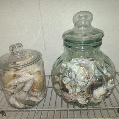 Collection of Seashells in Glass Containers