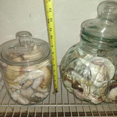 Collection of Seashells in Glass Containers