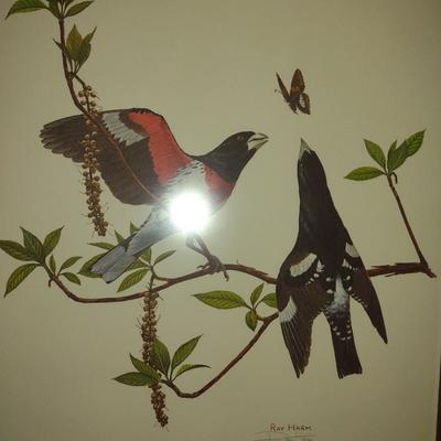 Framed Art Print Rose-Breasted Grosbeak by Ray Harm