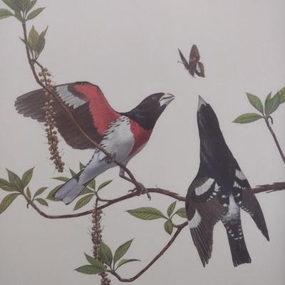 Framed Art Print Rose-Breasted Grosbeak by Ray Harm