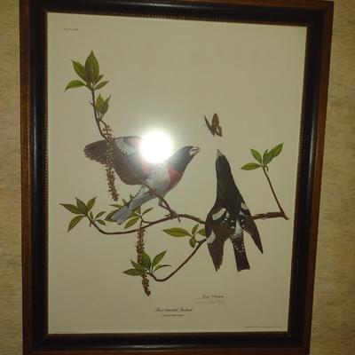 Framed Art Print Rose-Breasted Grosbeak by Ray Harm