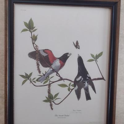 Framed Art Print Rose-Breasted Grosbeak by Ray Harm