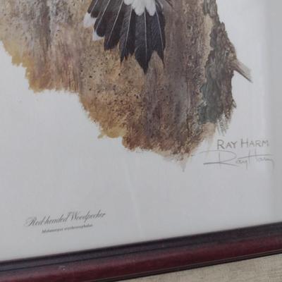 Framed Art Print Red Headed Woodpecker by Ray Harm