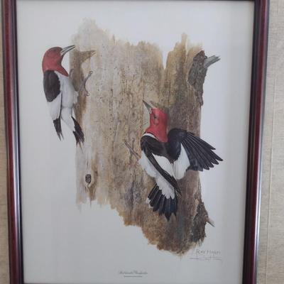 Framed Art Print Red Headed Woodpecker by Ray Harm