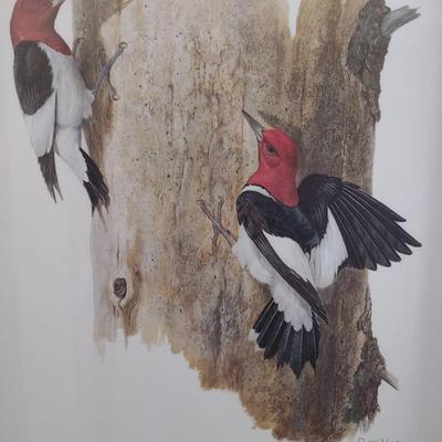 Framed Art Print Red Headed Woodpecker by Ray Harm