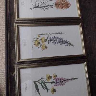 Framed Art Set of Three Flora Prints by Ray Harm Choice A