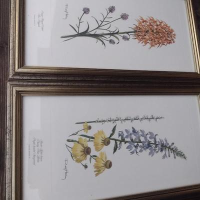 Framed Art Set of Three Flora Prints by Ray Harm Choice A