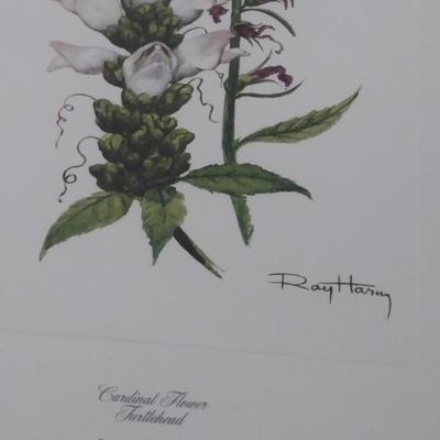 Framed Art Set of Three Flora Prints by Ray Harm Choice B