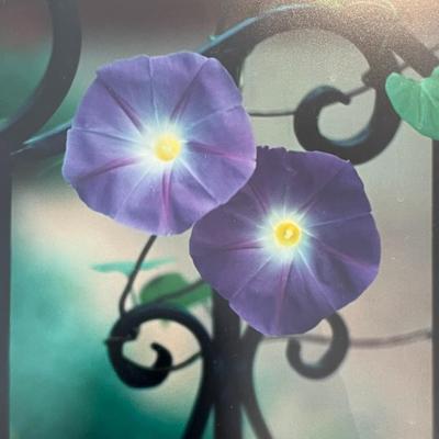 Morning Glories + Gate - Sante Fe - David S.