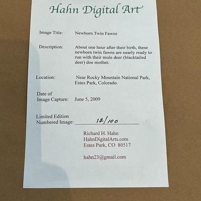 Hahn's Digital Arts: 3 Photo Framed Art- Black, Chocolate and Tan, Nurturing The Wide-Eyed Innocent, Newborn Twin Fawns