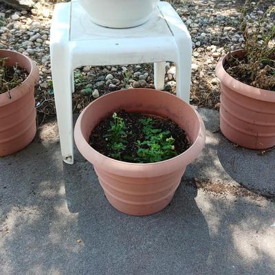 LIVE PLANTS IN FLOWER POTS