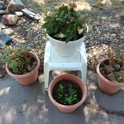 LIVE PLANTS IN FLOWER POTS