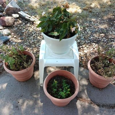 LIVE PLANTS IN FLOWER POTS