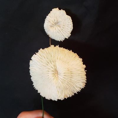 Handmade Shell Flowers (LR-KD)