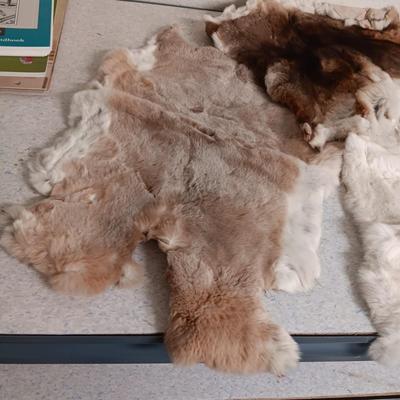 3 RABBIT PELTS