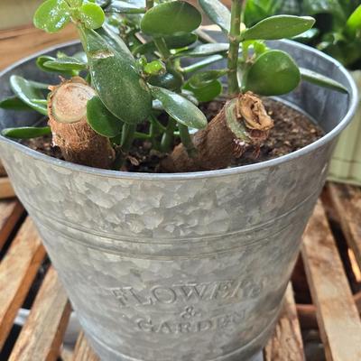 House Plant in Metal Planter