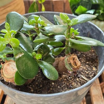 House Plant in Metal Planter