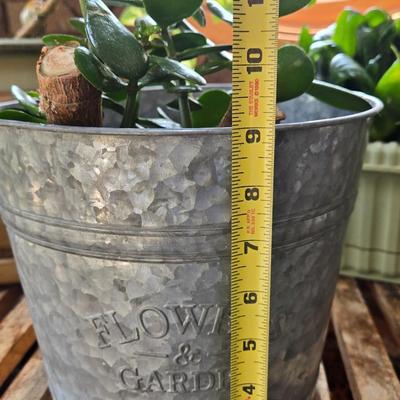 House Plant in Metal Planter
